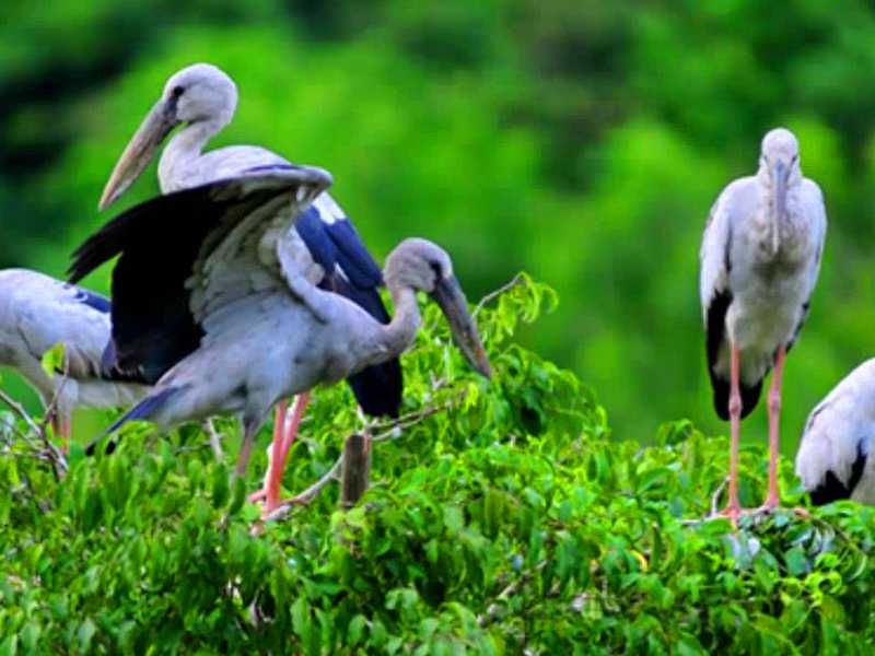 Hanoi - Hoa Lu - Tam Coc - Mua Cave - Thung Nham - Ninh Binh Tour - 2 Days 1 Night